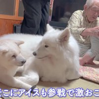 アイスちゃんが割り込み！？