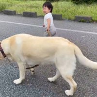 ゆっくり歩いてくれるゴンちゃん