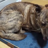 りゅうさんを励ますもかちゃん3