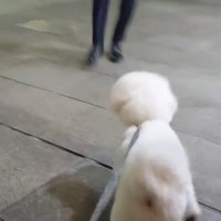 パパさんのお迎えに来たふう太くん2