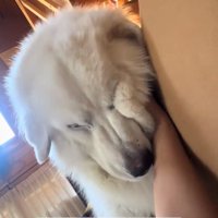 顔がつぶれるわたまるくん