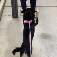 立って歩く犬5