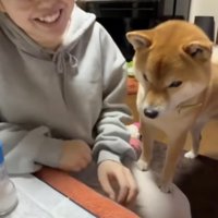 爆笑する飼い主