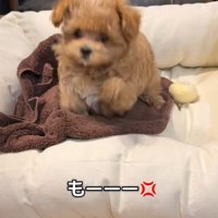 「なんで助けてくれないの！！」