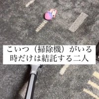カーペットに掃除機をかける投稿者