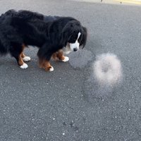 どんちゃんの方に水を飛ばしてみたら…
