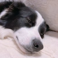 ボーダーコリー