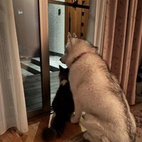 いつもは仲良しな2匹