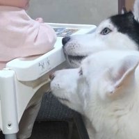 おせんべいが欲しい諭吉くんと英吉くん2