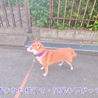 怖くて歩けなかった…