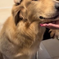 頭に手を乗せられるゴールデン