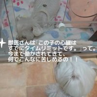 心臓はすでにかなり厳しい…