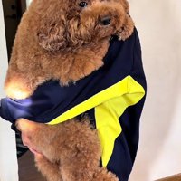 11キロのトイプードル！