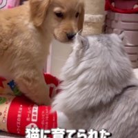 猫に育てられた犬