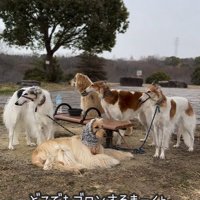 散歩休憩する大型犬達