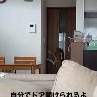 取っ手を下げるくっきーちゃん