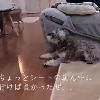 葛藤中のアモルちゃん