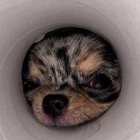 愛犬のれあちゃん♡