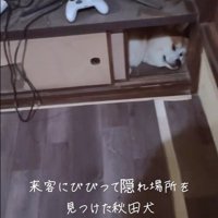 お客さんが来た時のひめちゃん3