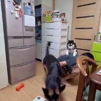 次はシェリーニちゃんの番