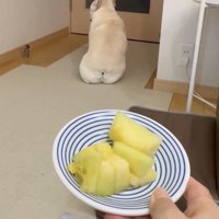 メロンに背を向ける犬