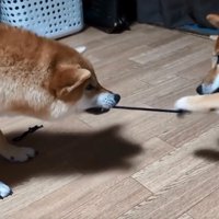 ゴムに手をかけるばくさん