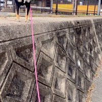 お散歩する柴犬「ぺこ」ちゃん