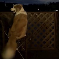 「きれいだよねっ」