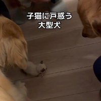 小さな子猫を保護
