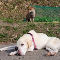 気がつけばそばにいる