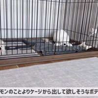 ポテチくんとレモンさんの初対面3