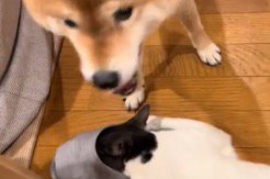 スリッパに頭を入れた猫から顔を離す犬