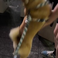 お姉ちゃんにチューする小型犬