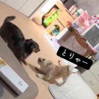 2匹でわちゃわちゃ♪