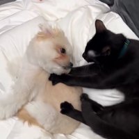 マッサージする猫