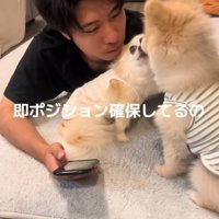 腕の中に入るチワワ