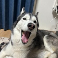 ラニちゃんがあくびをする瞬間3