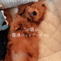 子犬のラテくん
