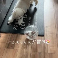 冒険中のハムスターとワンコたち8