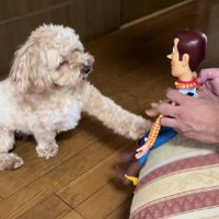 渾身のお手！！