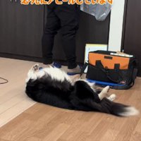 仰向けになって甘えるデイジーちゃん