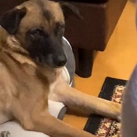 パパが熱唱している時のアキちゃん5