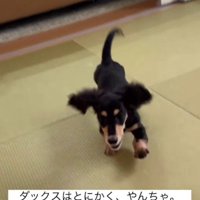 部屋を走り回るラックちゃん