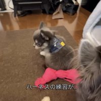 体を揺らしながら歩く犬