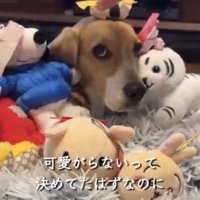 ぬいぐるみに囲まれた犬