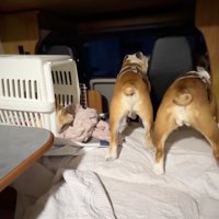 車の中で動き回るお兄ちゃん犬とお姉ちゃん犬を、ケージの中から見つめる犬