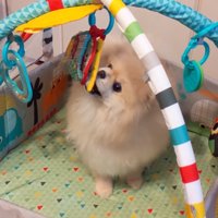 遊び始めました♪