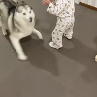 近づく女の子、戦闘態勢になるハスキー