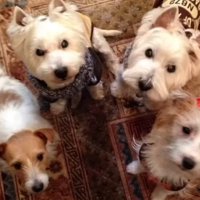 多頭飼いの賑やかな暮らし