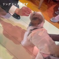 おやつを食べる犬